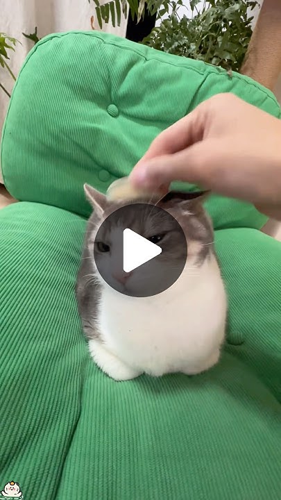 Cat behavior.#funny #fyp #cat #youtube #funnycats