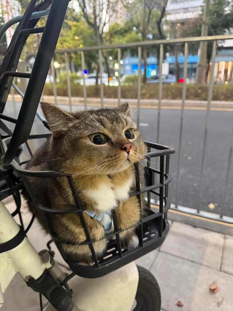 Cat 🐈（@CuteCatsMagic）さん 8,203件のいいね · 52件の返信