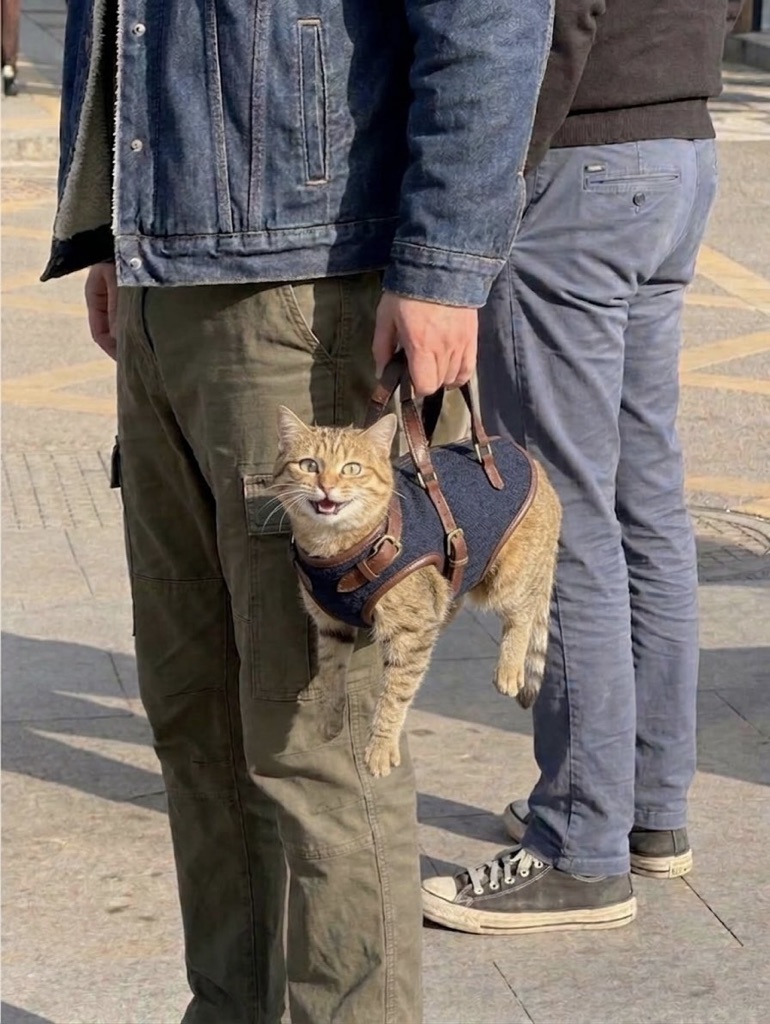 Cat Lovers 🐈(@cats_auras)さん 2,871件のいいね · 4件の返信